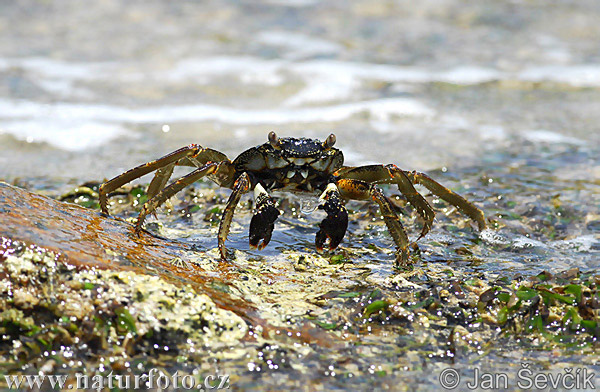 Krab (Crab sp.)