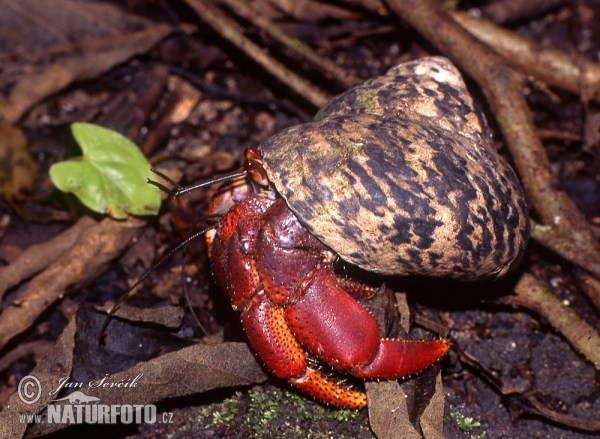 Krab poustevník (Coenobita sp.)