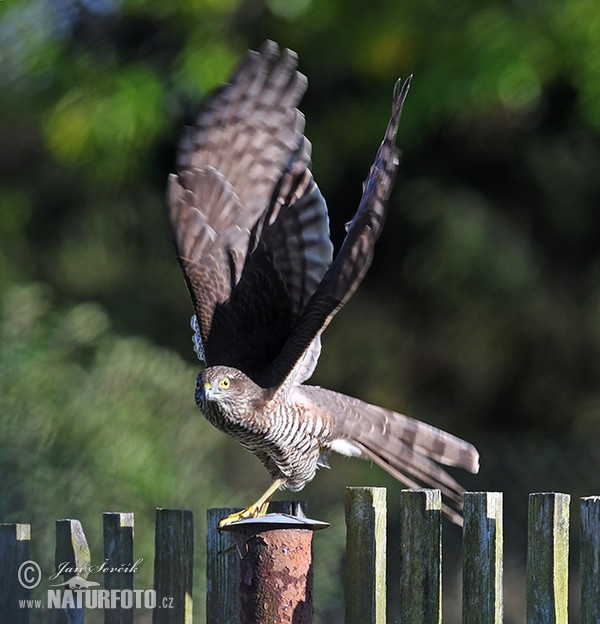 Krahujec obecný (Accipiter nisus)