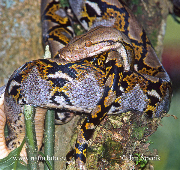 Krajta mřížkovaná (Python retuculatus)