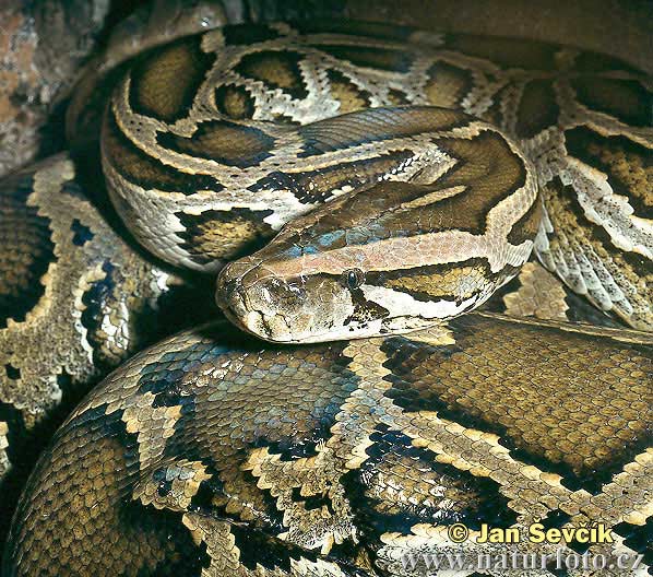Krajta tmavá (Python molurus bivittatus)