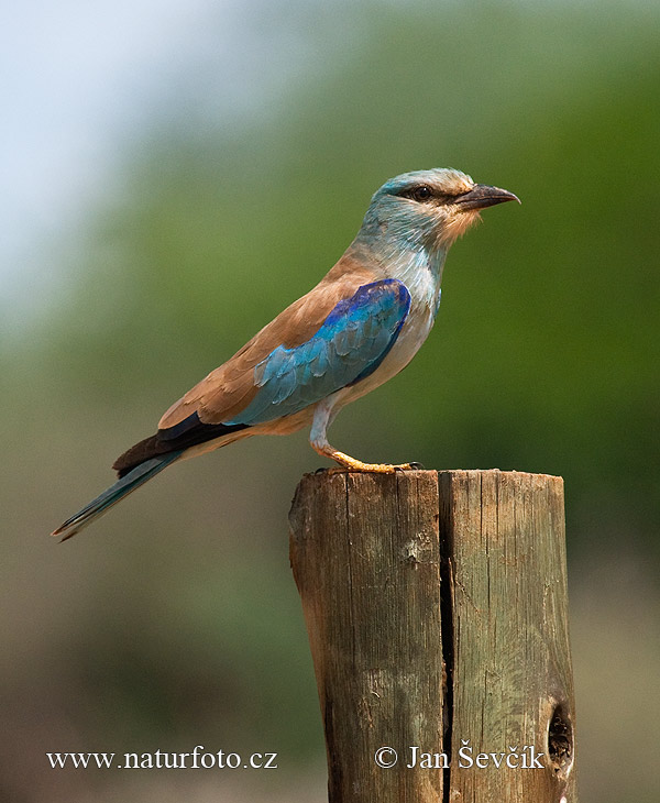 Krakľa belasá (Coracias garrulus)