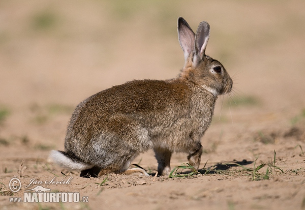 Králík divoký (Oryctolagus cuniculus)