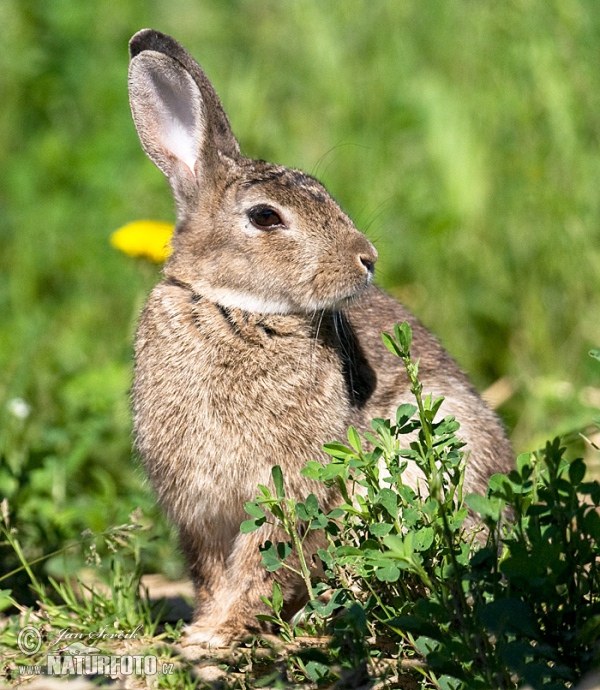 Králík divoký (Oryctolagus cuniculus)