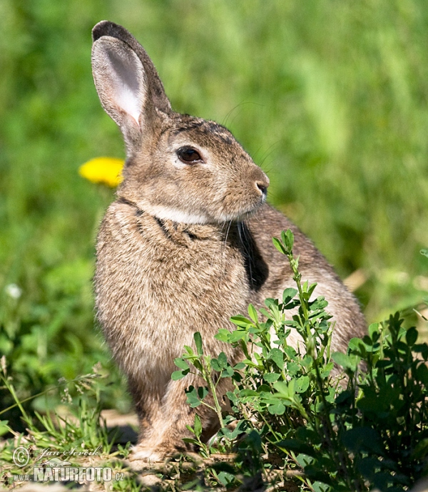 Králík divoký (Oryctolagus cuniculus)