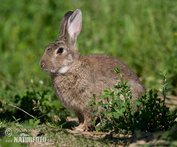 Králík divoký (Oryctolagus cuniculus)