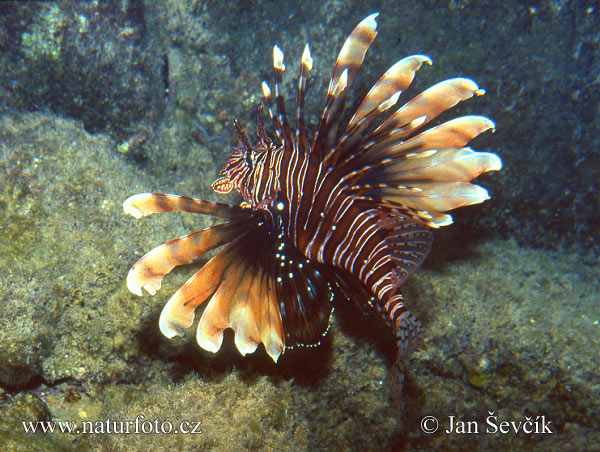 Krídlovec ohnivý (Pterois miles)