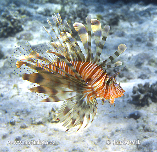 Krídlovec ohnivý (Pterois volitans)