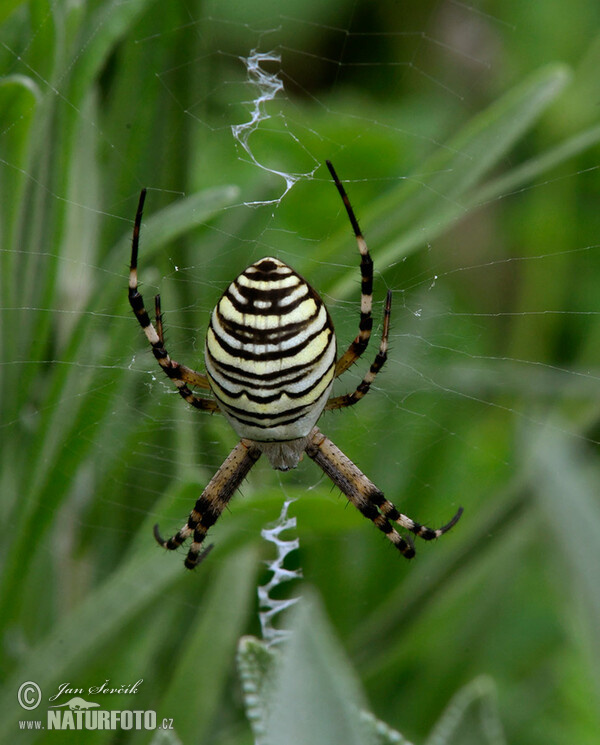 Křižák pruhovaný (Argiope bruennichi)