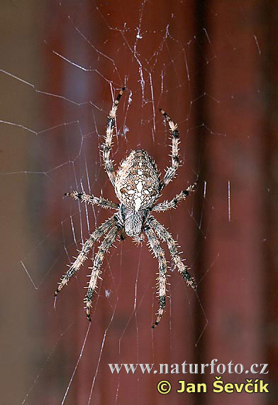 Križiak (Araneus diadematus)