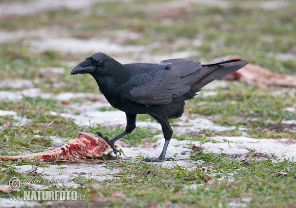 Krkavec čierny (Corvus corax)