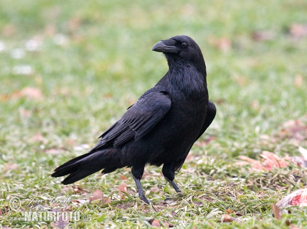 Krkavec čierny (Corvus corax)