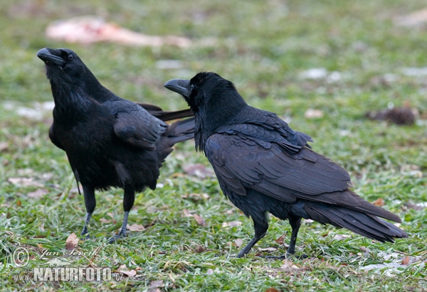 Krkavec čierny (Corvus corax)