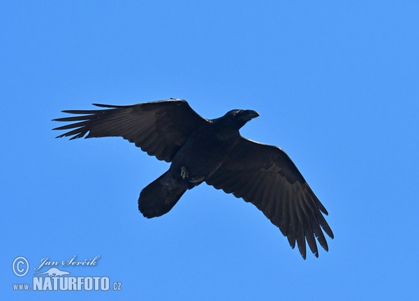 Krkavec čierny (Corvus corax)