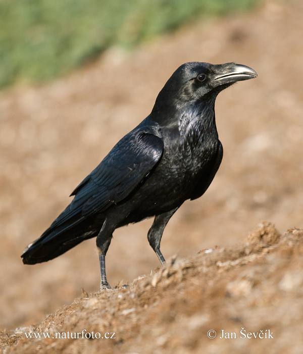 Krkavec čierny (Corvus corax)