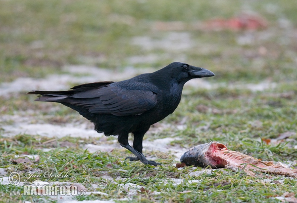 Krkavec čierny (Corvus corax)