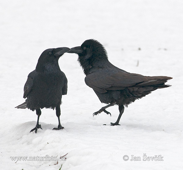 Krkavec čierny (Corvus corax)