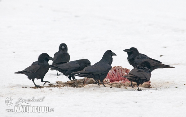 Krkavec čierny (Corvus corax)