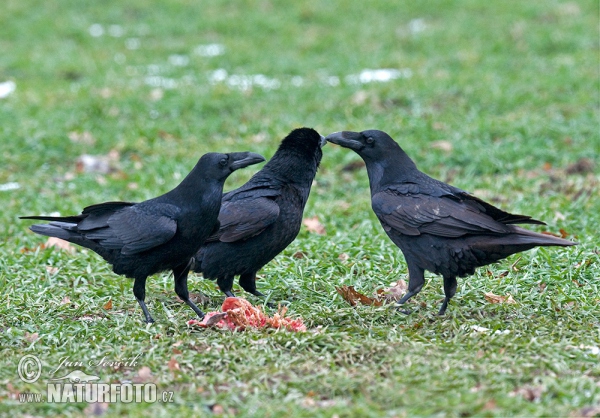 Krkavec čierny (Corvus corax)