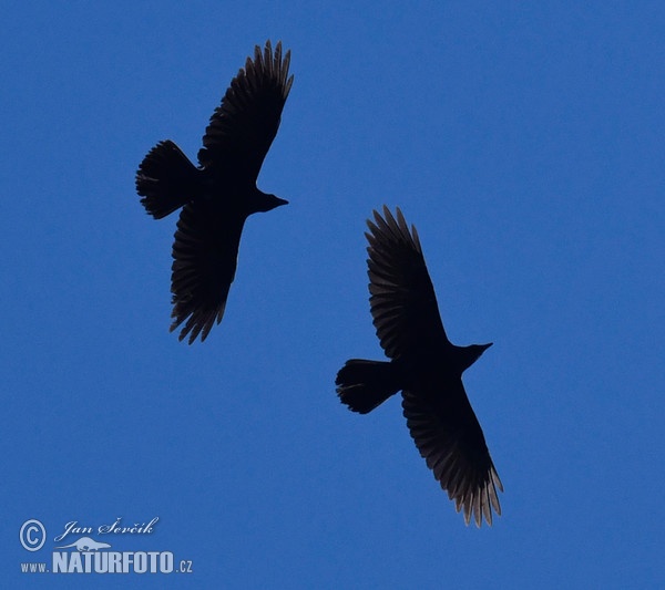 Krkavec čierny (Corvus corax)