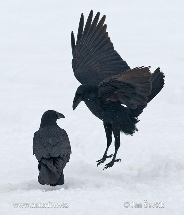 Krkavec čierny (Corvus corax)