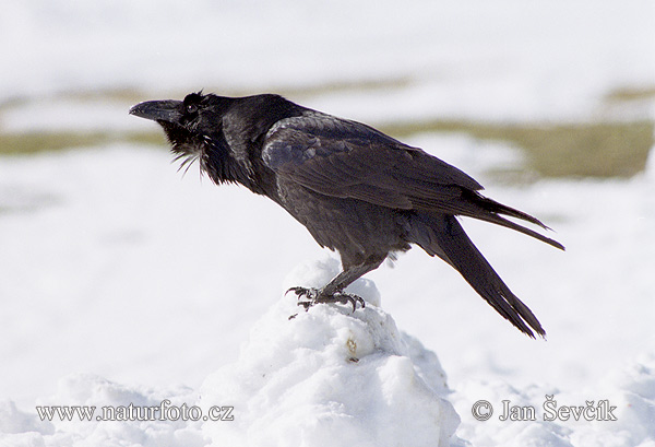 Krkavec čierny (Corvus corax)
