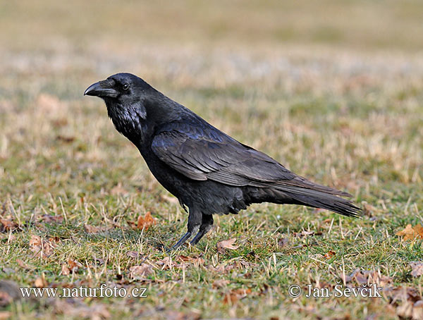 Krkavec čierny (Corvus corax)