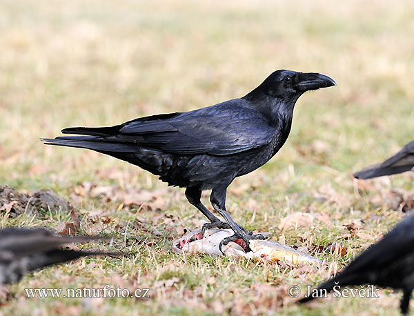 Krkavec čierny (Corvus corax)