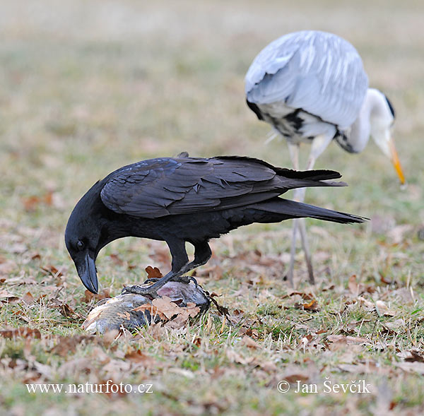 Krkavec čierny (Corvus corax)