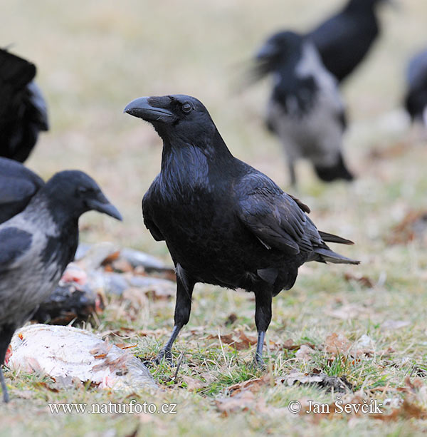 Krkavec čierny (Corvus corax)