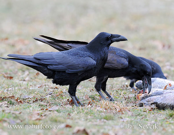 Krkavec čierny (Corvus corax)