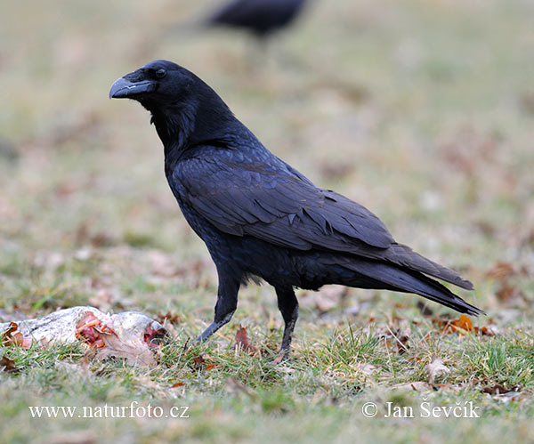 Krkavec čierny (Corvus corax)