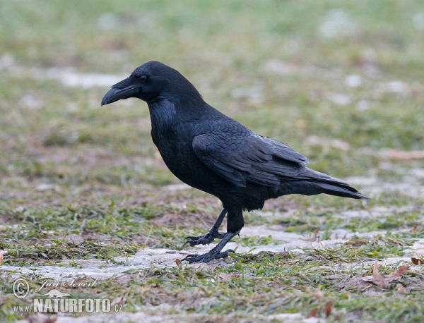 Krkavec velký (Corvus corax)