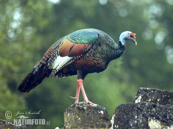 Krocan paví (Meleagris ocellata)