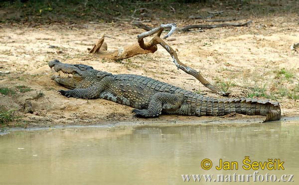 Krokodíl bahenný (Crocodylus palustris)