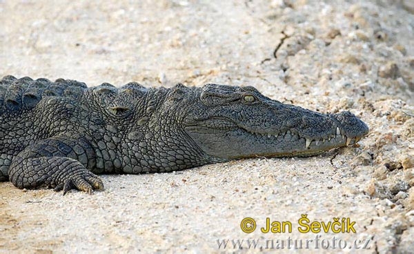 Krokodíl bahenný (Crocodylus palustris)