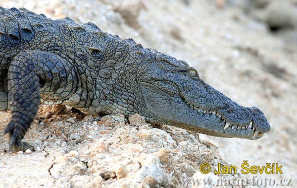 Krokodíl bahenný (Crocodylus palustris)