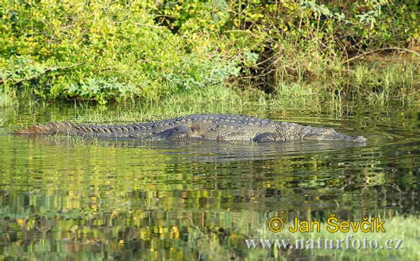 Krokodíl bahenný (Crocodylus palustris)