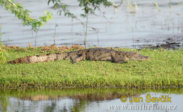 Krokodíl bahenný (Crocodylus palustris)