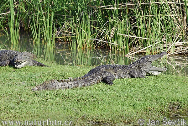 Krokodíl bahenný (Crocodylus palustris)