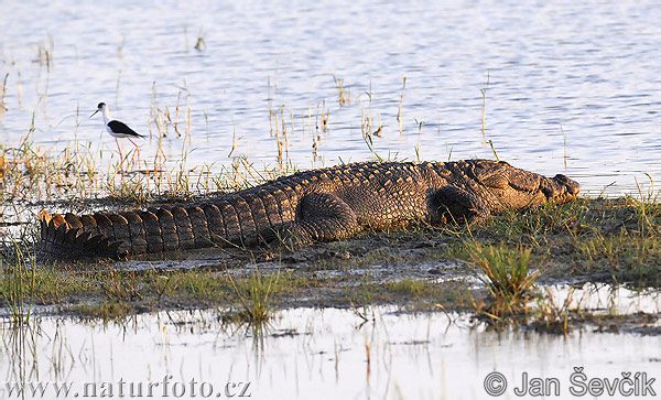 Krokodíl bahenný (Crocodylus palustris)