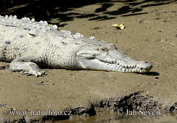 Krokodíl dlhohlavý (Crocodylus acutus)