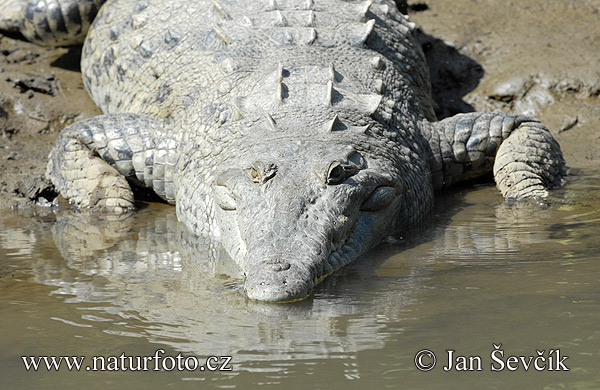 Krokodíl dlhohlavý (Crocodylus acutus)