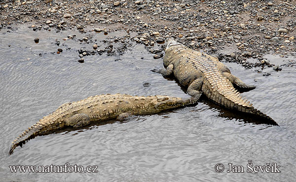 Krokodíl dlhohlavý (Crocodylus acutus)