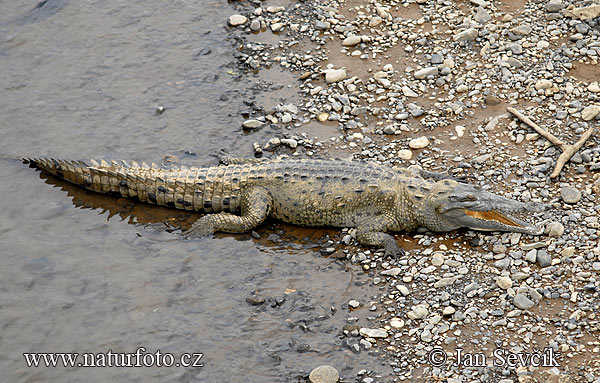 Krokodíl dlhohlavý (Crocodylus acutus)