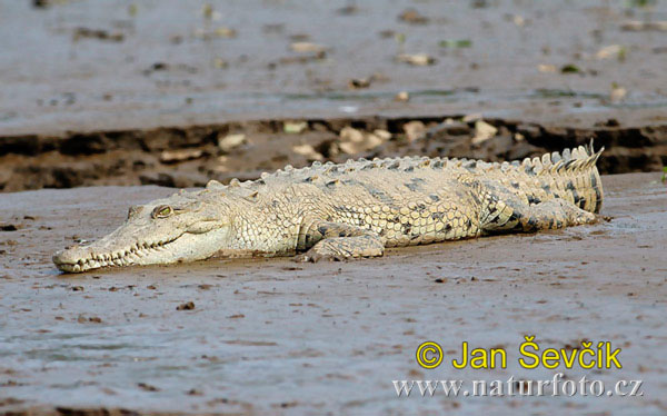 Krokodíl dlhohlavý (Crocodylus acutus)