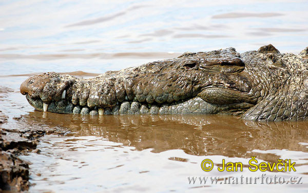 Krokodíl dlhohlavý (Crocodylus acutus)