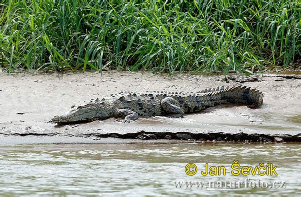 Krokodíl dlhohlavý (Crocodylus acutus)