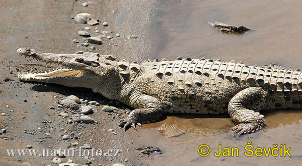 Krokodíl dlhohlavý (Crocodylus acutus)