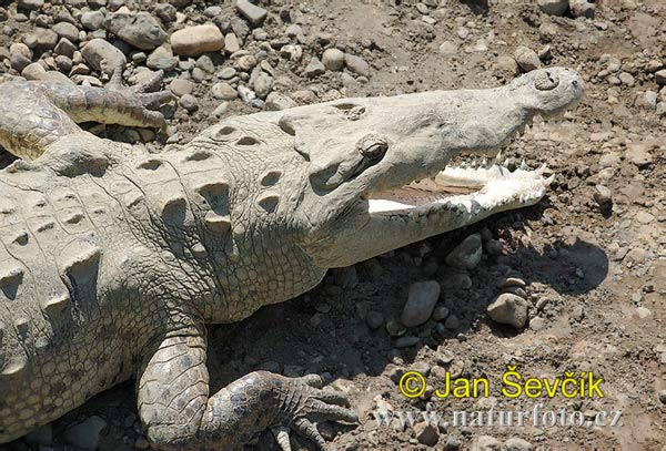 Krokodíl dlhohlavý (Crocodylus acutus)